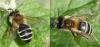 Andrena gravida